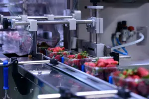 Strawberries on a conveyor belt on packing line. Pests can be a nuisance in food processing facilities. Here's what to look out for.