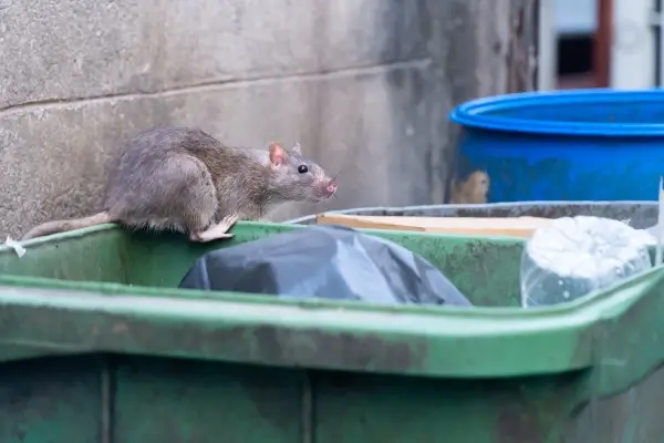 Rat looking for food in a waste bin outside of a commercial building