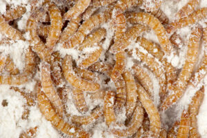 Mealworms in large quantities feed on meal.