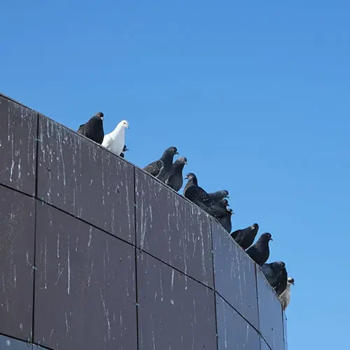 birds-perched-on-top-of-building Birds perched on top of a building